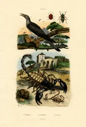 Skorpione